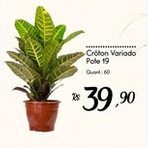 Cróton Variado Pote 19