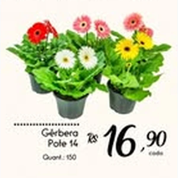 Gérbera Pote 14