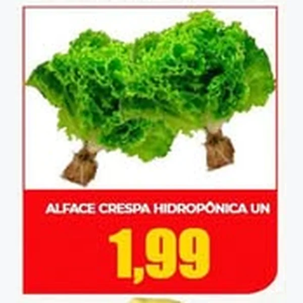 Alface Crespa Hidropônica