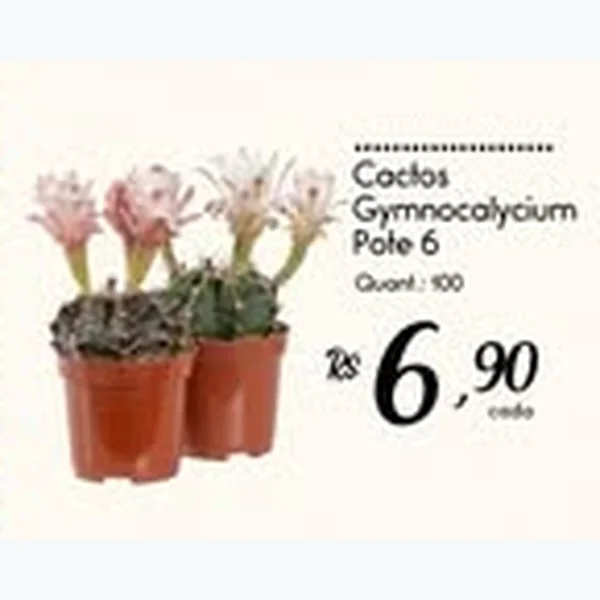 Cactos Gymnocalycium Pote 6