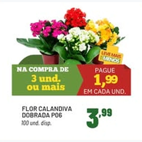Flor Calandiva Dobrada P06