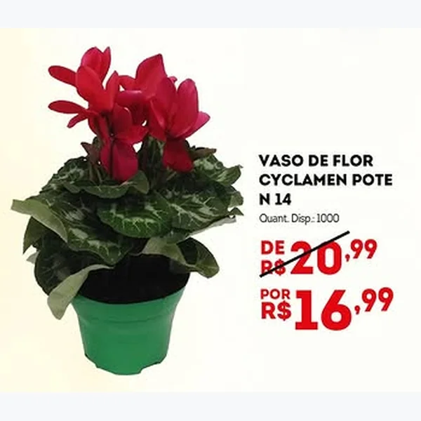 Vaso de Flor Cyclamen Pote N 14