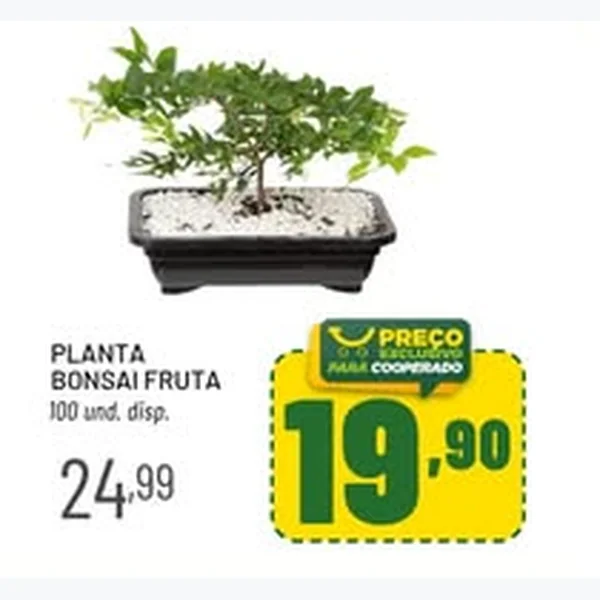 Planta Bonsai Fruta