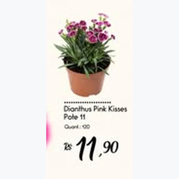 Recorte do encarte de Dianthus Pink Kisses Pote 11