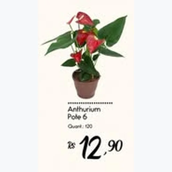 Recorte do encarte de Anthurium Pote 6