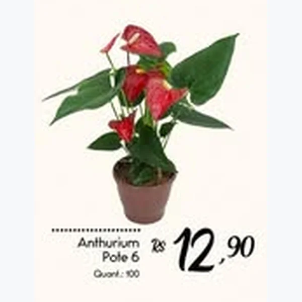 Anthurium Pote 6