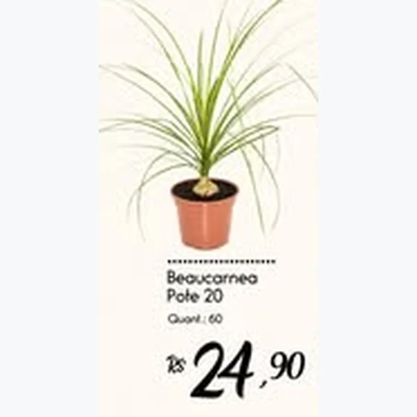 Beaucarnea Pote 20