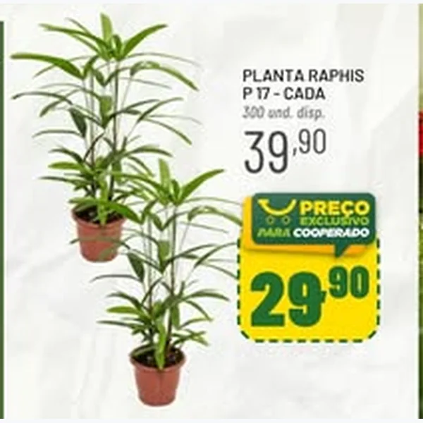 Recorte do encarte de Planta Raphis P 17