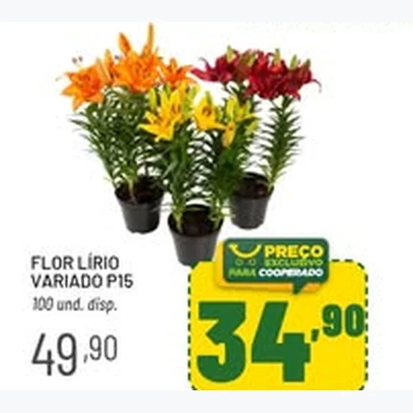 Flor Lírio Variado P15