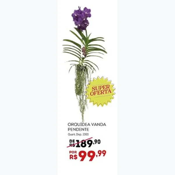 Orquídea Vanda Pendente
