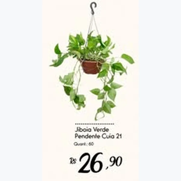 Jiboia Verde Pendente Cuia 21