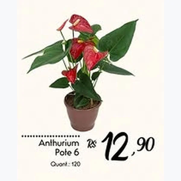 Recorte do encarte de Anthurium Pote 6