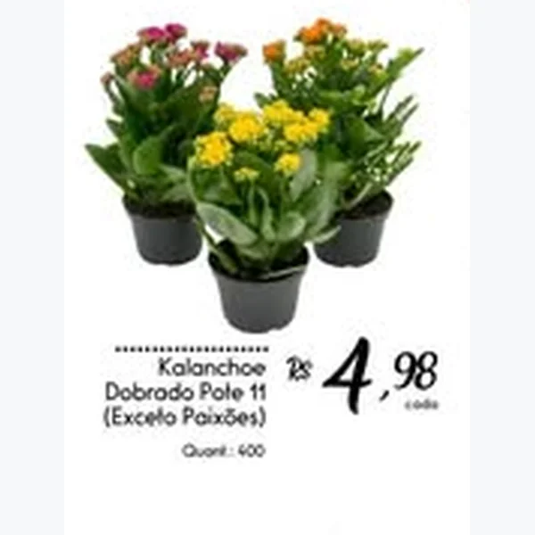 Recorte do encarte de Kalanchoe Dobrado Pote 11