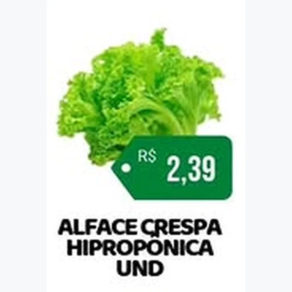 Alface Crespa Hidropônica