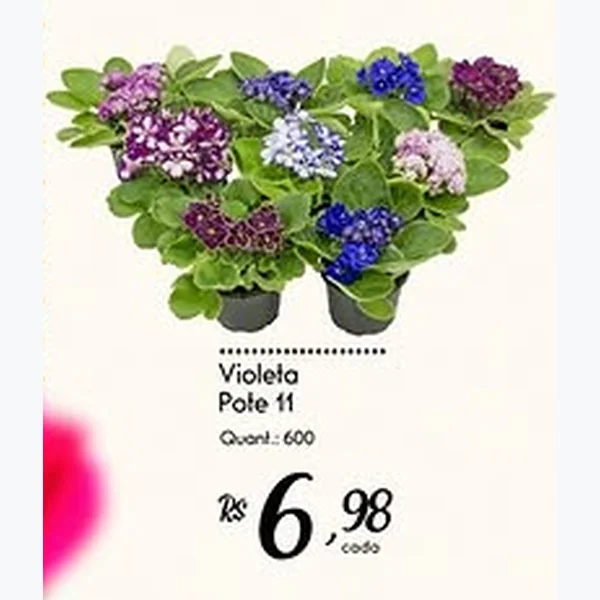 Recorte do encarte de Violeta Pote 11