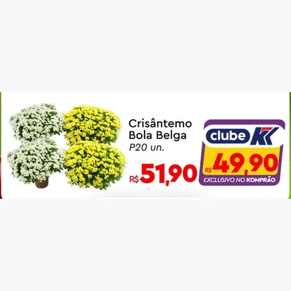 Recorte do encarte de Crisântemo Bola Belga P20