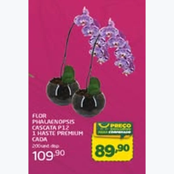Flor Phalaenopsis Cascata P 12 1 Haste Premium