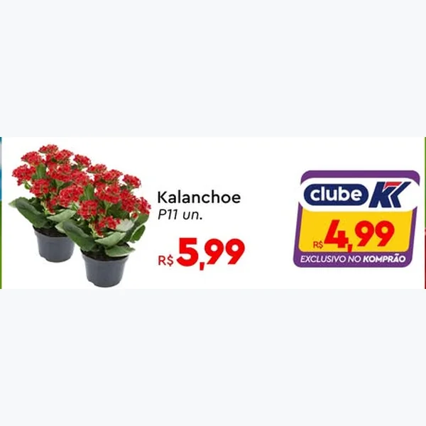 Recorte do encarte de Kalanchoe 11 un