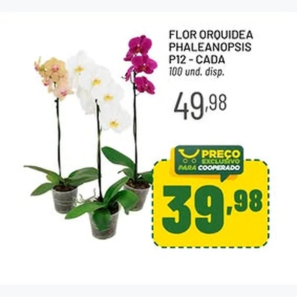 Flor Orquídea Phalaenopsis