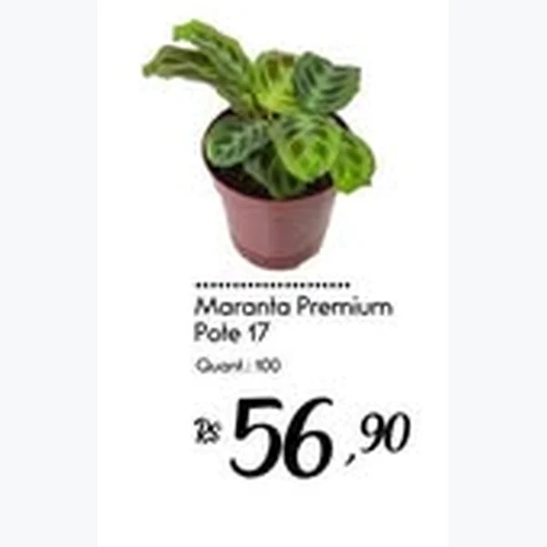 Recorte do encarte de Maranta Premium Pote 17
