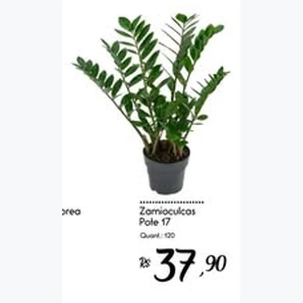 Zamioculcas Pote 17