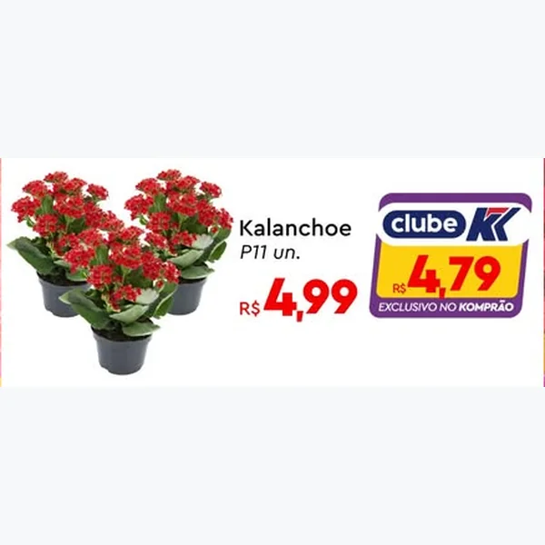 Recorte do encarte de Kalanchoe P11