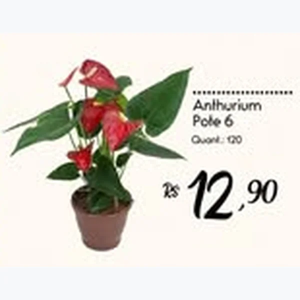 Recorte do encarte de Anthurium Pote 6