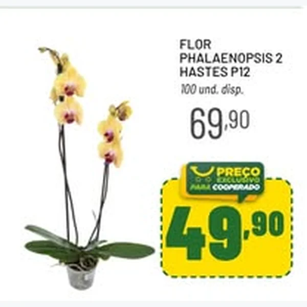 Flor Phalaenopsis 2 Hastes P12