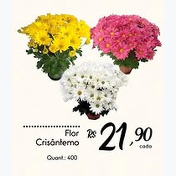 Recorte do encarte de Flor Crisântemo