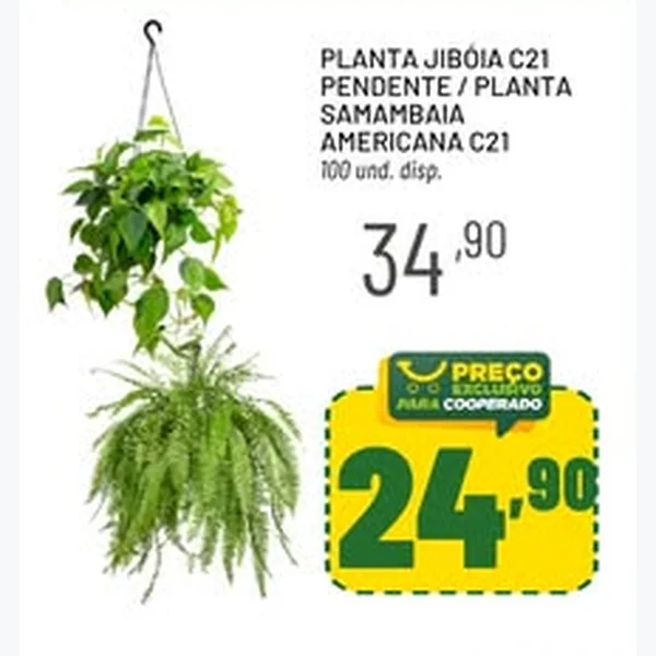 Recorte do encarte de Planta Jibóia C21 Pendente