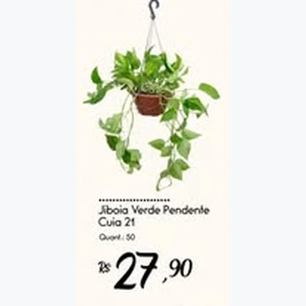 Jiboia Verde Pendente Cuia 21