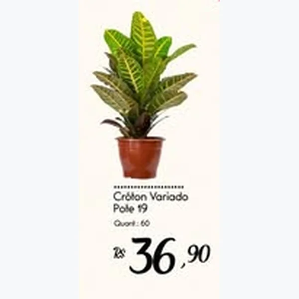 Cróton Variado Pote 19