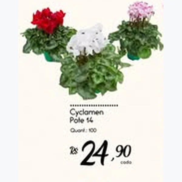 Recorte do encarte de Cyclamen 14 un