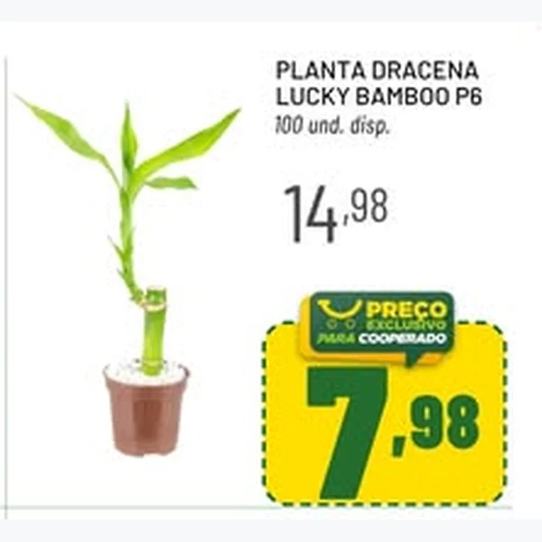 Planta Dracena Lucky Bamboo P6