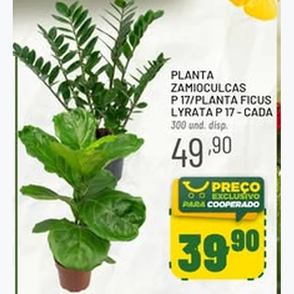 Recorte do encarte de Planta Ficus Lyrata P 17