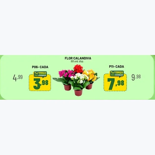 Flor Calandiva P11
