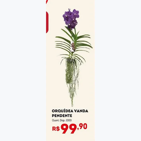 Recorte do encarte de Orquídea Vanda Pendente