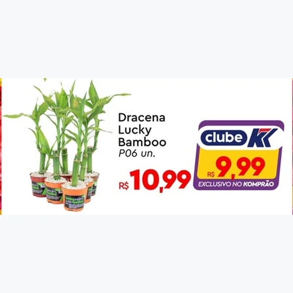 Dracena Lucky Bamboo 6 un