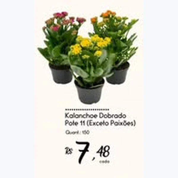 Recorte do encarte de Kalanchoe Dobrado 11 un