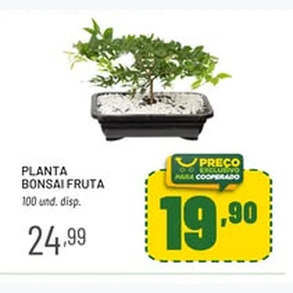 Recorte do encarte de Planta Bonsai Fruta