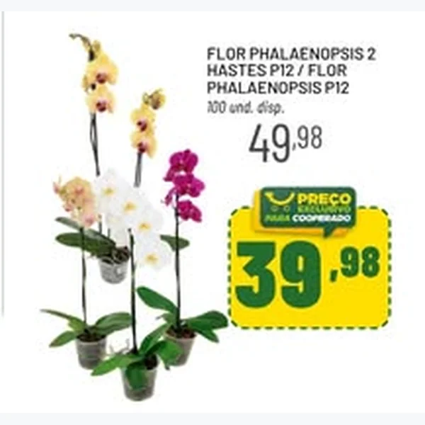 Flor Phalaenopsis 2 Hastes P12