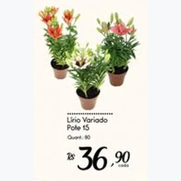 Lírio Variado Pote 15