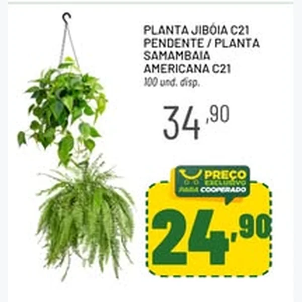 Planta Jibóia C21 Pendente