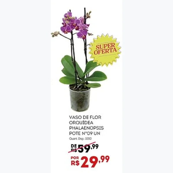 Recorte do encarte de Orquídea Phalaenopsis Pote 09