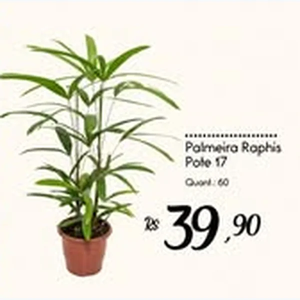 Palmeira Raphis Pote 17