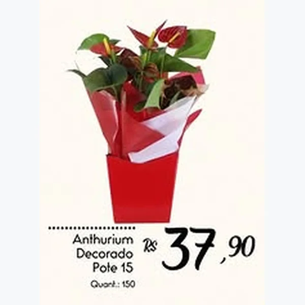 Recorte do encarte de Anthurium Decorado Pote 15
