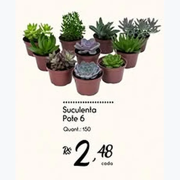 Suculenta Pote 6