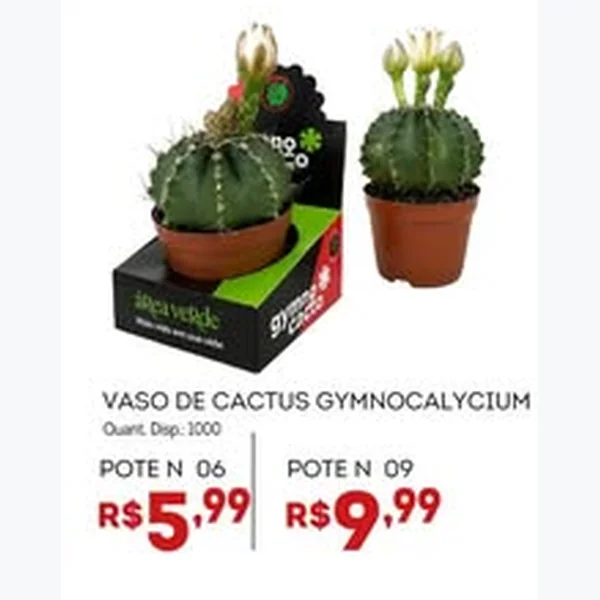 Vaso de Cactus Gymnocalycium Pote 09 Área Verde