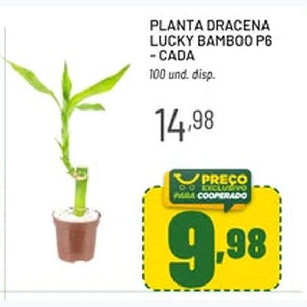 Planta Dracena Lucky Bamboo P6