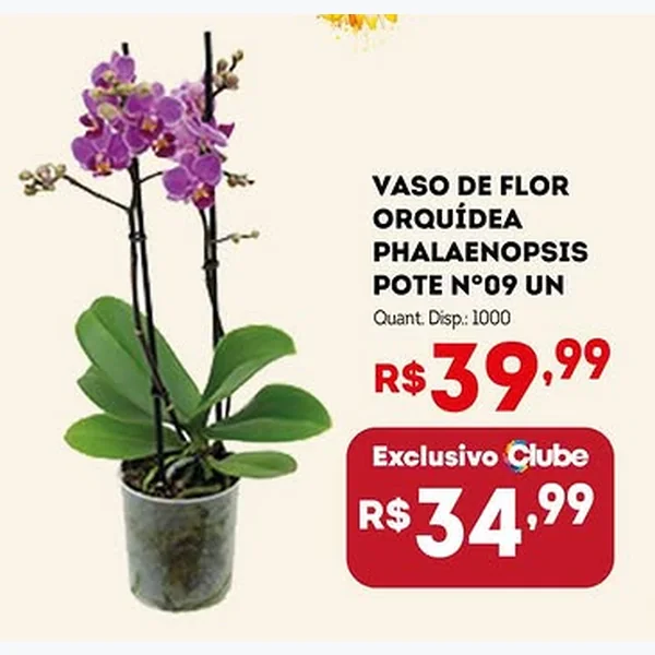 Recorte do encarte de Vaso de Flor Orquídea Phalaenopsis Pote Nº09